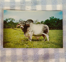 Vintage 1953 Brahman Bull Postcard JDH Minton de Manso J.D. Hudgins Ranch TX picture