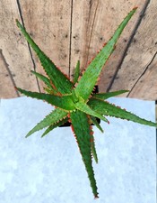 Aloe cv 