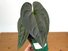 Anthurium Dark Lotus (Black Diamond x Papililaminum)     picture