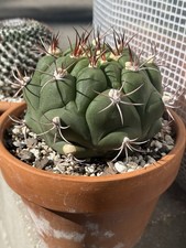 Gymnocalycium pflanzii “ Filling 6 inch Pot picture