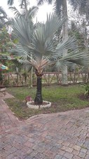 100 Exotic Red Latania ( Latan ) Ready to plant SEEDS  