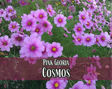 400+ Pink Gloria Cosmos Seeds | Wildflower Garden Seed Packet for Pollinators picture