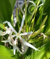 2pc Crinum Lily Asiaticum Giant White Spider Lily Live Plant Variegated Revert picture