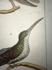 1771 Buffon Hand Colored Birds Engraving Very Rare Hummingbird picture