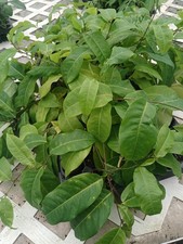 Jamaican lilikoi plant 6 to 8 inch Jamaican lilikoi, Passiflora laurifolia picture
