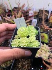 Pinguicula Esseriana picture