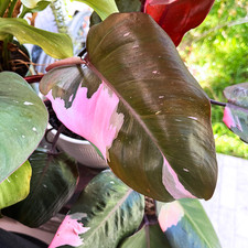 Pink Princess Philodendron Plant - picture