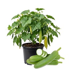 Luffa Plant Live, Loofah Plant, 10-15 Inch Tall, Half Gallon Pot picture