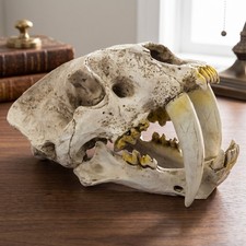 Saber Toothed Tiger Smilodon Skull Resin Model 1:1 Replica Desk Ornament picture