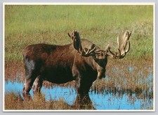 Alaska Moose Bull Wetland Continental Chrome Postcard picture