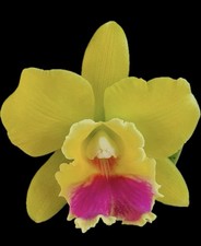 Rhyncattleanthe (Rth.) Lemon Drop 'NN' Cattleya Orchid plant BS 4.5” picture