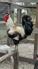 7+ Rare Sanjak Longcrower Chicken Hatching Eggs Large Breed Unique Crow 🎶 picture