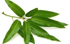 25 Fresh Wild Mango Leaves 100% ORGANIC No Pesticides used picture
