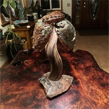 Abalone   Shell lamp made of solid red wood burl picture