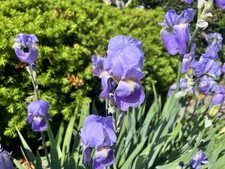 10 Purple Bearded Iris Rhizomes , Freshly Dug picture