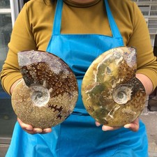 2pcs 4.2LB Polishing and Restoration of Natural Conch Specimens Madagascar 4674 picture
