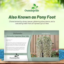 30 Seeds Dichondra Seeds Heat & Drought Tolerant Silver Falls Ground Cover picture