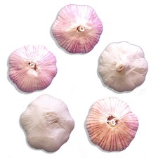Organic GARLIC Bulbs Multi-Size VARIETIES: Chesnok Music Italian German Russian picture