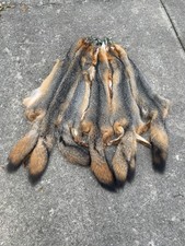 One-Beautiful XLG. GREY FOX Soft Tanned Fur/Skin/Hide/ALL feet & parts Taxidermy picture