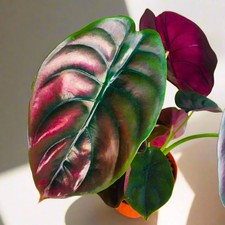 2 Rare Red Alocasia Live Plants, 4-8 Inch Tall picture