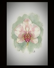 Blush Orchid – Original Watercolor Flower Painting – The Garden Portraits – 4x6 picture