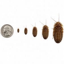 Dubia Roaches - Small, Medium, Large - Live Arrival &  NATIONWIDE picture