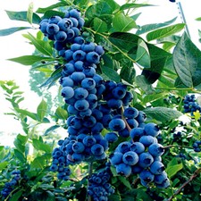 BLUEBERRY TREE SEEDS New Jersey Southern Highbush Cold Hardy Garden Fruit Plant picture