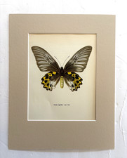 Vintage 1965 Butterfly Print in 11x14 Mat: Troides Hypolitus (Cramer), EUC picture