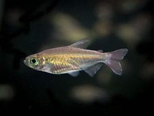 Congo Tetra (Phenacogrammus interruptus) - Tank-Bred picture