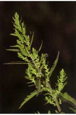 250 Epazote Seeds - Chenopodium Ambrosoides - Dysphania ambrosioides picture