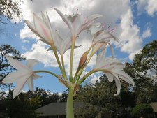 Crinum Lily, John's Bid, large, blooming-size bulb, NEW, super rare picture