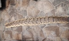 Rattlesnake Skin Canebreak Rattlesnake Vegetable Tanned #CBD1    53