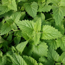Catnip Seeds | Nepeta Cataria | Heirloom / Non-GMO | | 1164 picture