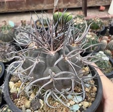 6.8cm RareSucculent Plant Euphorbia symmetrica OwnRoot WYSIWYG Boutique Garden picture