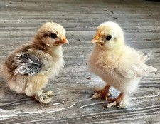 Species:Bantam Cochin Hatching Eggs | Strong Buff And Lavender Line. picture