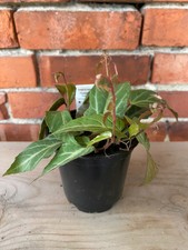 Cissus amazonica 'Jungle Vine' - 4