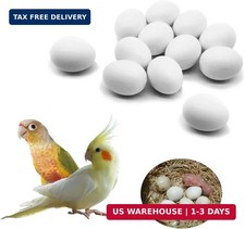 12 Pcs Solid Parrot Plastic Eggs Hatching Eggs Green Cheek, Lorikeet&Ringneck Do picture