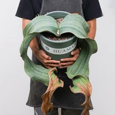 Welwitschia mirabilis Seed Grown Rare Living Fossil Live Plant Exact Plant picture