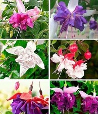 Mix 50pcs/bag Fuchsia Seeds Potted Flowers seeds,bonsai seeds.#5052 picture