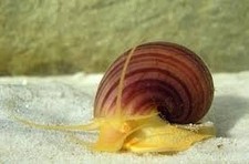 Mystery Snail (Pomacea bridgesii) picture
