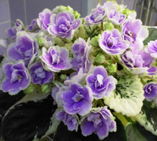 2 African Violet Leaves ~ * BUCKEYE SEDUCTRESS * ~ picture