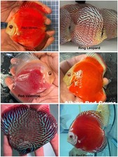 Pack of 6 Discus Fish 3.75 ”- 4” - Live Fish Aquarium Overnight Shipping picture