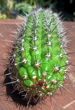 Echinopsis Thelegonus Friedrich,  7