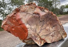 ☘️RR⛏️: Top Quality Arizona Rainbow Petrified Wood, 2.75 Lb 🌈 picture