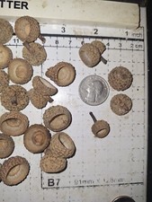 Real Oak Acorn Caps For Crafts 100 Small Acorn Caps . Caps Only picture