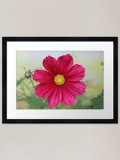 Cosmos Rubenza. Framed Art Print Framed Wall Art Poster Canvas Print Picture picture