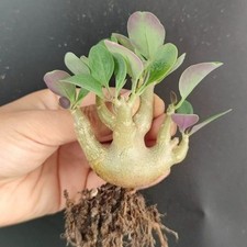 10-12cm Succulent Cactus Plant Othonna Triplinervia Asteraceae Home Garden Plant picture