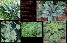 COMBO KALE 100 Seeds each Lacinato Red Russian Blue Curled Siberian Premier picture