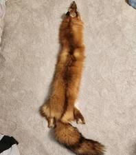 premium grade red fox pelt real taxidermy tanned fur oddity animal hide a grade picture