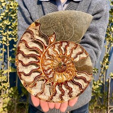 1.88LB Rare Natural Tentacle Ammonite FossilSpecimen Shell Healing Madagascar picture